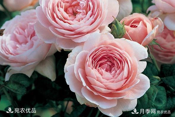 50種經(jīng)典月季品種全整理，南陽月季花開美爆了！一定要養(yǎng)(圖15)