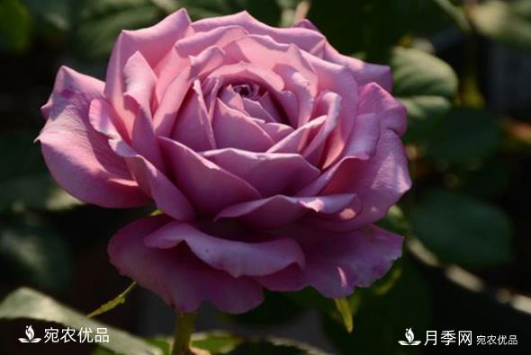 50種經(jīng)典月季品種全整理，南陽月季花開美爆了！一定要養(yǎng)(圖16)