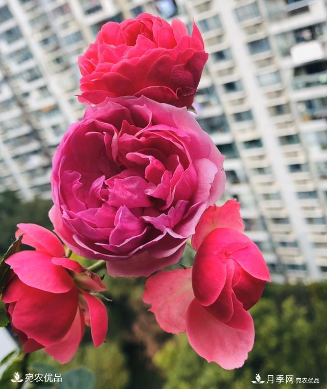 50種經(jīng)典月季品種全整理，南陽月季花開美爆了！一定要養(yǎng)(圖7)