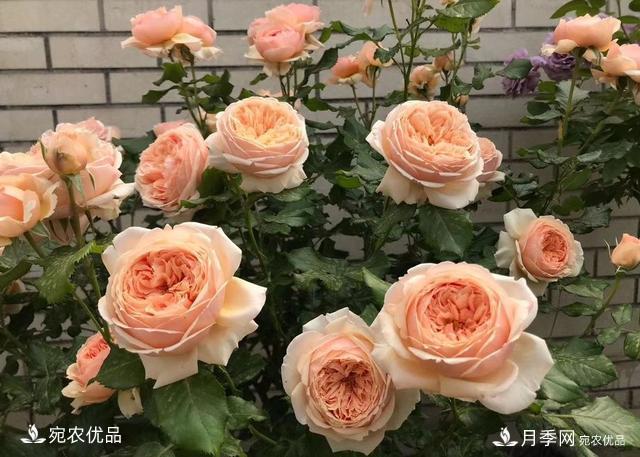 50種經(jīng)典月季品種全整理，南陽月季花開美爆了！一定要養(yǎng)(圖6)