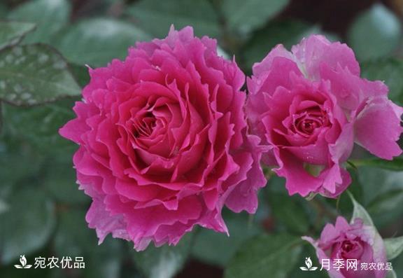 50種經(jīng)典月季品種全整理，南陽月季花開美爆了！一定要養(yǎng)(圖12)