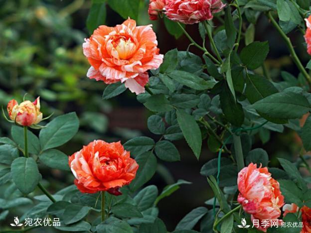 50種經(jīng)典月季品種全整理，南陽月季花開美爆了！一定要養(yǎng)(圖29)