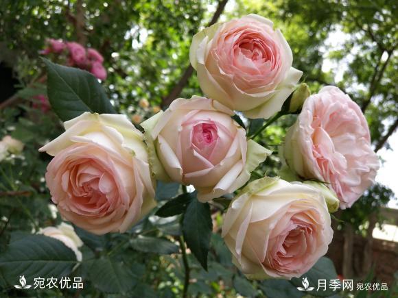 50種經(jīng)典月季品種全整理，南陽月季花開美爆了！一定要養(yǎng)(圖23)