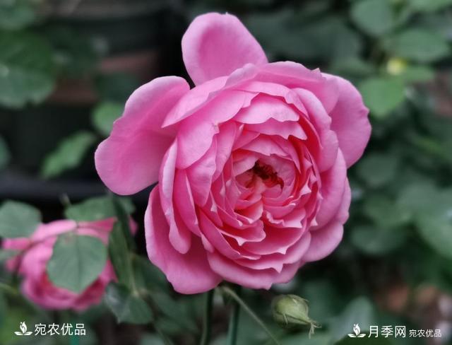 50種經(jīng)典月季品種全整理，南陽月季花開美爆了！一定要養(yǎng)(圖18)
