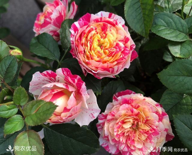 50種經(jīng)典月季品種全整理，南陽月季花開美爆了！一定要養(yǎng)(圖27)