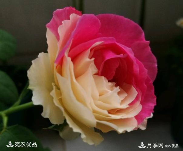 50種經(jīng)典月季品種全整理，南陽月季花開美爆了！一定要養(yǎng)(圖30)