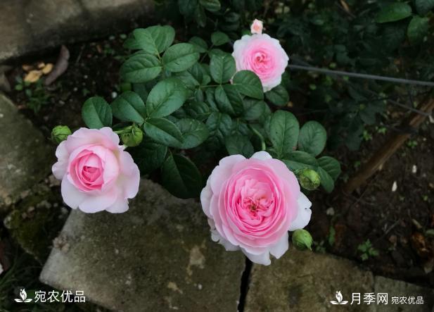 50種經(jīng)典月季品種全整理，南陽月季花開美爆了！一定要養(yǎng)(圖22)