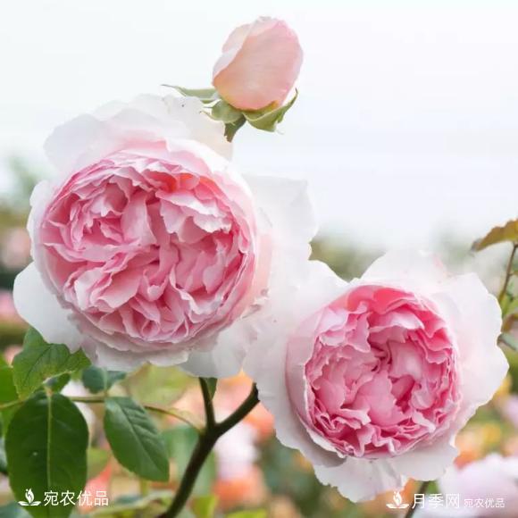 50種經(jīng)典月季品種全整理，南陽月季花開美爆了！一定要養(yǎng)(圖21)