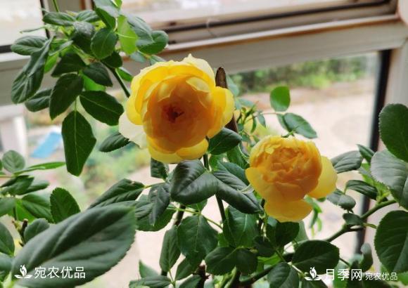 50種經(jīng)典月季品種全整理，南陽月季花開美爆了！一定要養(yǎng)(圖19)