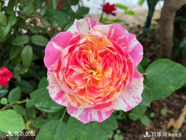 50種經(jīng)典月季品種全整理，南陽月季花開美爆了！一定要養(yǎng)(圖25)