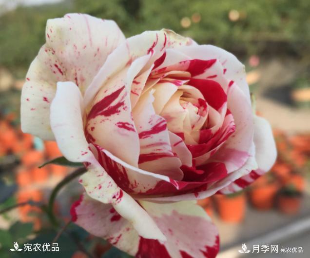 50種經(jīng)典月季品種全整理，南陽月季花開美爆了！一定要養(yǎng)(圖31)