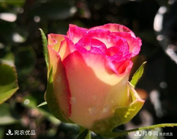 50種經(jīng)典月季品種全整理，南陽月季花開美爆了！一定要養(yǎng)(圖26)