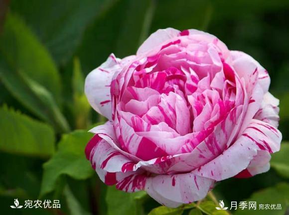 50種經(jīng)典月季品種全整理，南陽月季花開美爆了！一定要養(yǎng)(圖33)