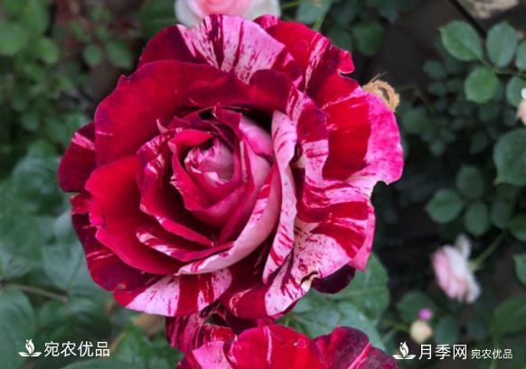 50種經(jīng)典月季品種全整理，南陽月季花開美爆了！一定要養(yǎng)(圖36)