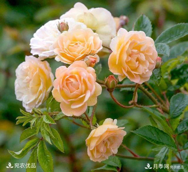 50種經(jīng)典月季品種全整理，南陽月季花開美爆了！一定要養(yǎng)(圖32)