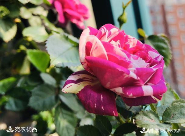 50種經(jīng)典月季品種全整理，南陽月季花開美爆了！一定要養(yǎng)(圖39)