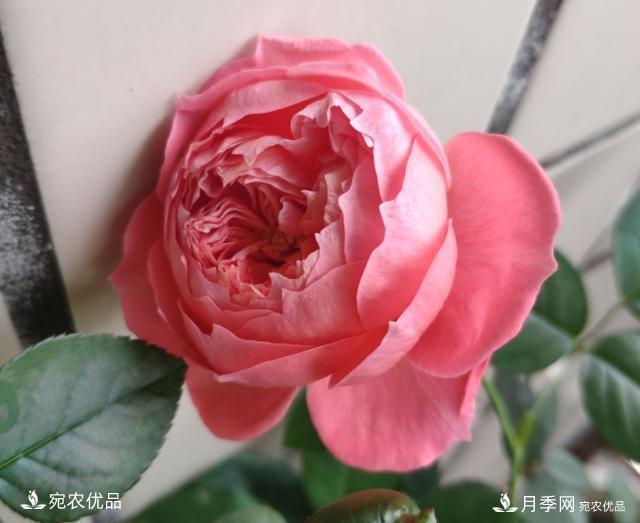 50種經(jīng)典月季品種全整理，南陽月季花開美爆了！一定要養(yǎng)(圖43)