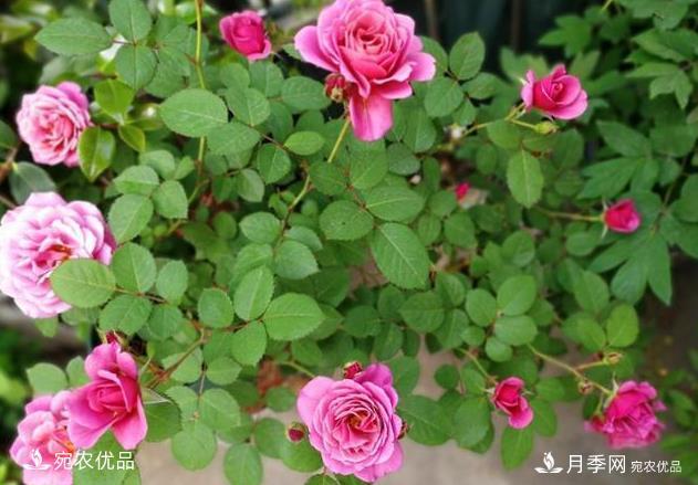 50種經(jīng)典月季品種全整理，南陽月季花開美爆了！一定要養(yǎng)(圖38)
