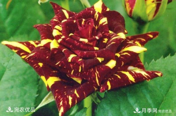 50種經(jīng)典月季品種全整理，南陽月季花開美爆了！一定要養(yǎng)(圖37)