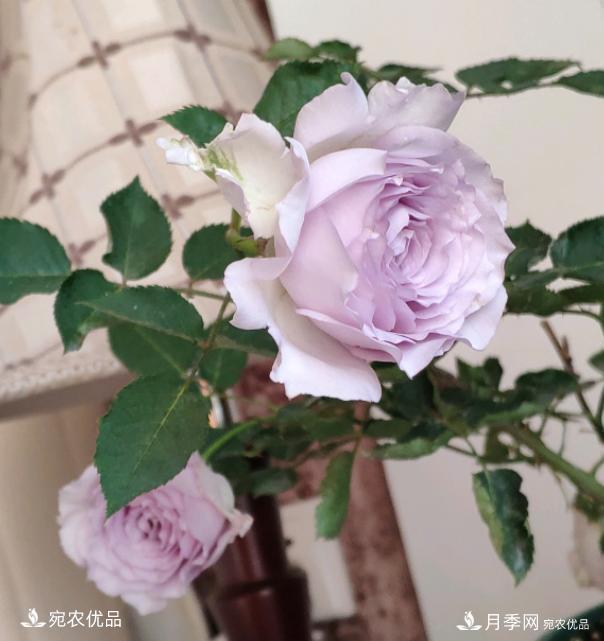 50種經(jīng)典月季品種全整理，南陽月季花開美爆了！一定要養(yǎng)(圖42)