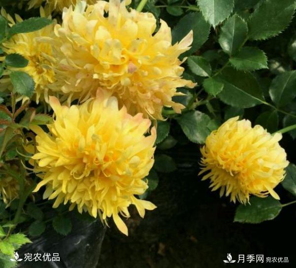 50種經(jīng)典月季品種全整理，南陽月季花開美爆了！一定要養(yǎng)(圖41)