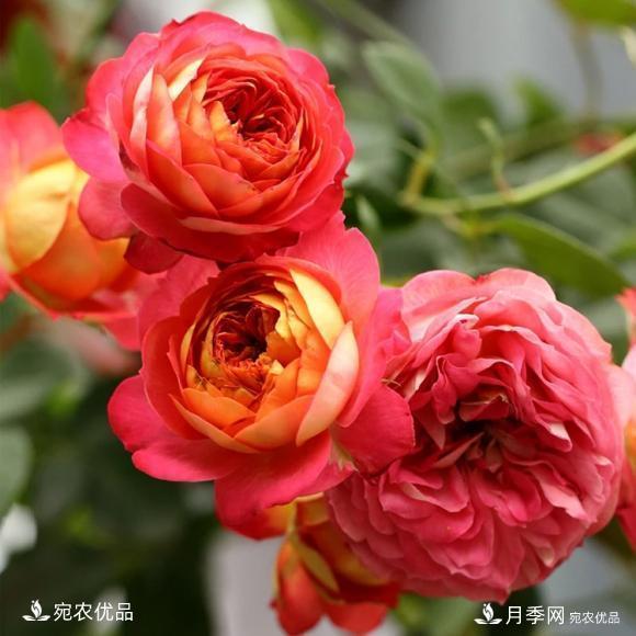 50種經(jīng)典月季品種全整理，南陽月季花開美爆了！一定要養(yǎng)(圖47)