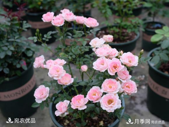 50種經(jīng)典月季品種全整理，南陽月季花開美爆了！一定要養(yǎng)(圖40)