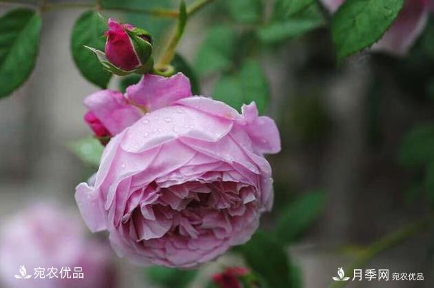 50種經(jīng)典月季品種全整理，南陽月季花開美爆了！一定要養(yǎng)(圖44)