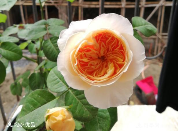 50種經(jīng)典月季品種全整理，南陽月季花開美爆了！一定要養(yǎng)(圖46)
