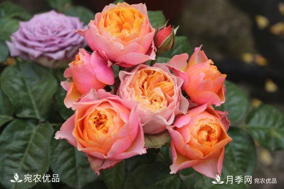 50種經(jīng)典月季品種全整理，南陽月季花開美爆了！一定要養(yǎng)(圖45)