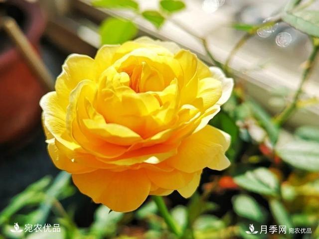 50種經(jīng)典月季品種全整理，南陽月季花開美爆了！一定要養(yǎng)(圖50)