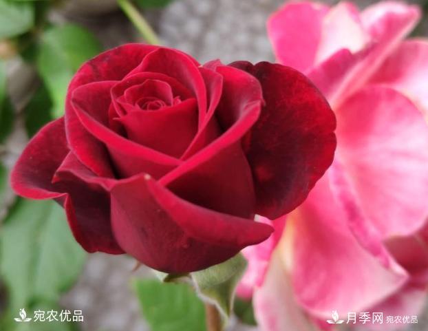 50種經(jīng)典月季品種全整理，南陽月季花開美爆了！一定要養(yǎng)(圖49)