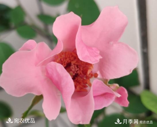 50種經(jīng)典月季品種全整理，南陽月季花開美爆了！一定要養(yǎng)(圖48)