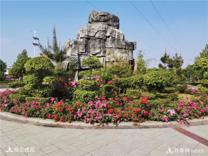從南陽內鄉(xiāng)縣月季主題公園看內鄉(xiāng)月季產業(yè)發(fā)展(圖5)