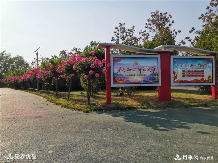 從南陽內鄉(xiāng)縣月季主題公園看內鄉(xiāng)月季產業(yè)發(fā)展(圖2)