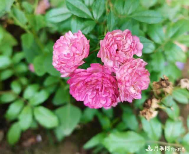 月季花殘花有必要剪嗎？月季花越剪越開(圖1)