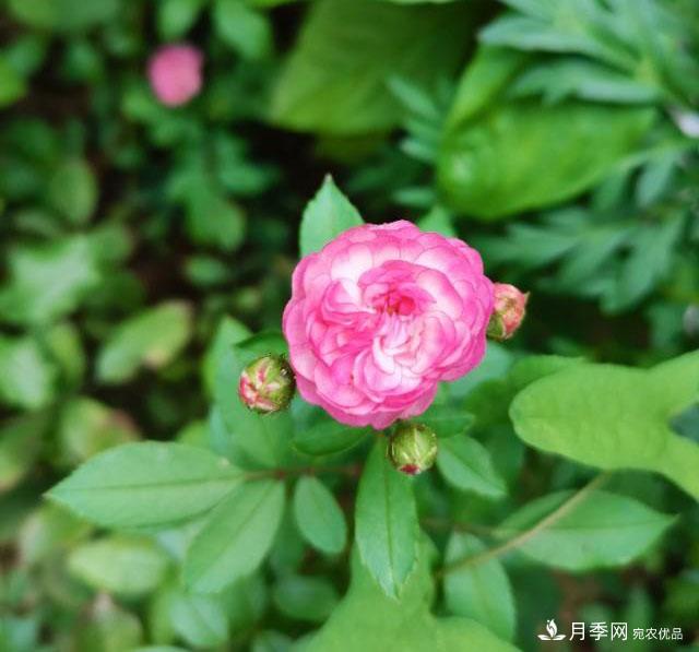 月季花殘花有必要剪嗎？月季花越剪越開(圖2)