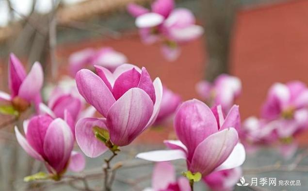 紫玉蘭育苗與栽培技術(shù)，簡單又方便學(xué)習(xí)一下(圖3)