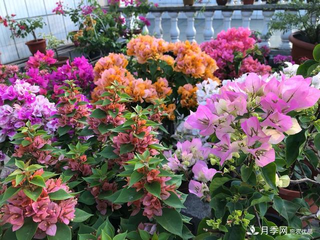 三角梅養(yǎng)護(hù)方法，花期長(zhǎng)達(dá)200天，花色鮮艷變花園(圖1)