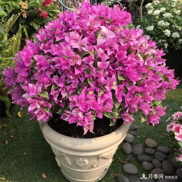 三角梅養(yǎng)護(hù)方法，花期長(zhǎng)達(dá)200天，花色鮮艷變花園(圖3)