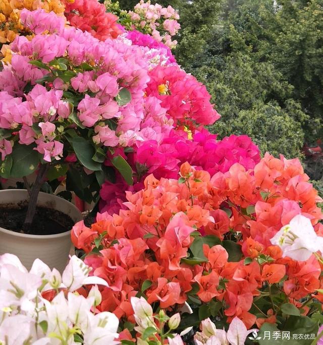 三角梅養(yǎng)護(hù)方法，花期長(zhǎng)達(dá)200天，花色鮮艷變花園(圖2)
