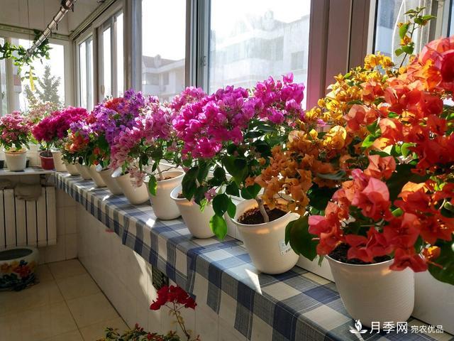 三角梅養(yǎng)護(hù)方法，花期長(zhǎng)達(dá)200天，花色鮮艷變花園(圖4)