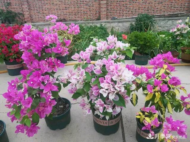 三角梅養(yǎng)護(hù)方法，花期長(zhǎng)達(dá)200天，花色鮮艷變花園(圖6)