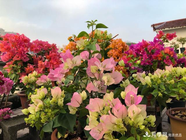 三角梅養(yǎng)護(hù)方法，花期長(zhǎng)達(dá)200天，花色鮮艷變花園(圖7)