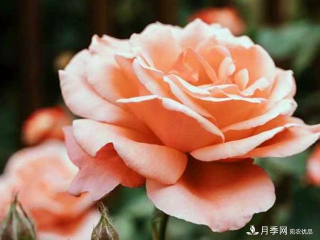 夏季這些月計(jì)劃品種要遮陰，不然花苞會枯萎(圖3)