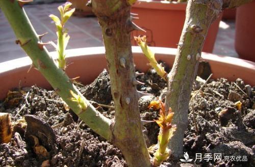 月季養(yǎng)護(hù)下開幾茬花，從夏開到深秋，更不會(huì)招惹蟲子(圖3)