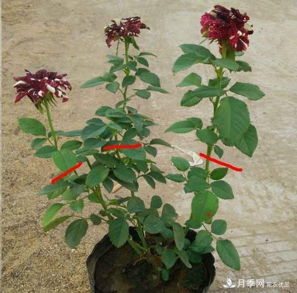 月季養(yǎng)護(hù)下開幾茬花，從夏開到深秋，更不會(huì)招惹蟲子(圖4)