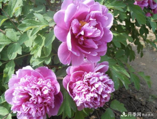 有一種花栽培歷史已有1500年，有國色天香之稱，花朵艷麗(圖1)