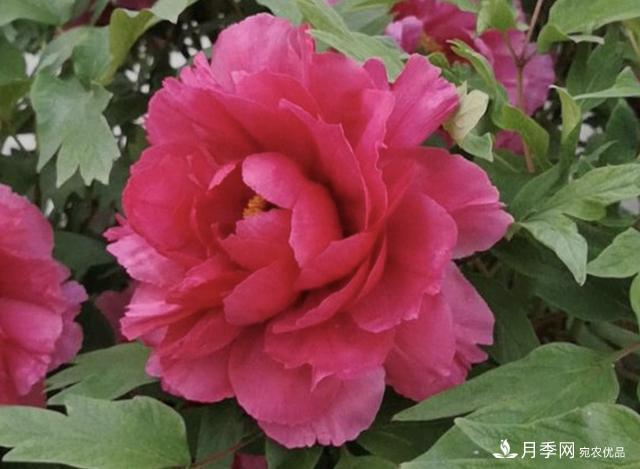 有一種花栽培歷史已有1500年，有國色天香之稱，花朵艷麗(圖2)