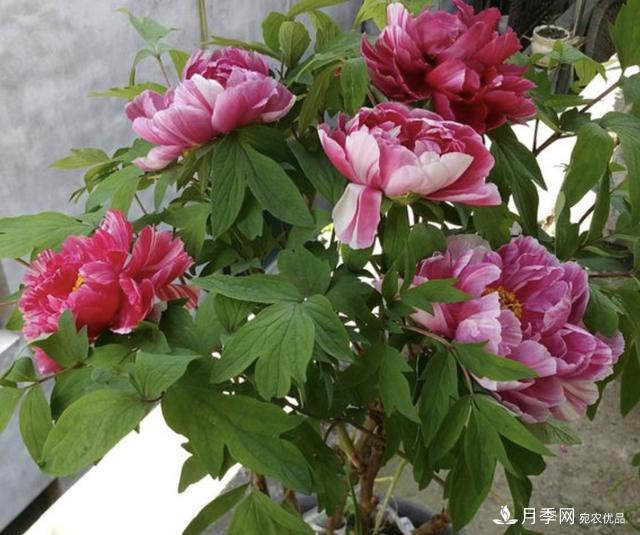 有一種花栽培歷史已有1500年，有國色天香之稱，花朵艷麗(圖3)